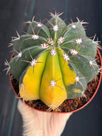 6” Variegated Melocactus #416 | Live Cactus | Live Plant