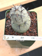 Tephrocactus Geometricus Diablo with Black Spines | Live Cactus #971