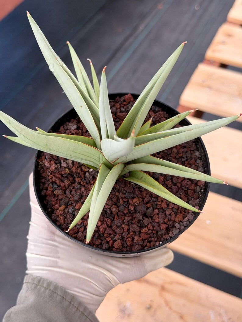 Sansevieria Chanin Live Plant | Easy-Care Succulent #992