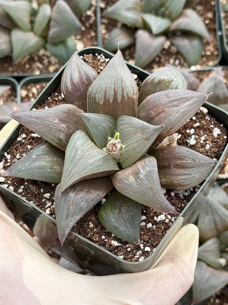 Harworthia Mutica Dark Clear Window | Easy Care Succulent | Live Plant