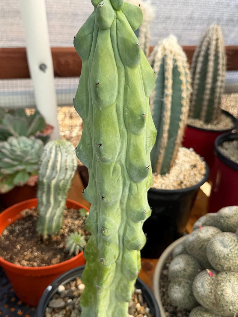 Boobbie Cactus Live Succulent Easy Care Rare Desert Plant Gift