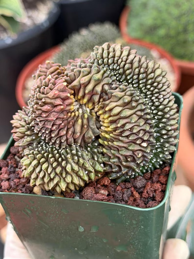 3.5” Crested Gymnocalycium Mihanovichii f. inermis cristata | Unique Collector’s Plant | Live Plant #944