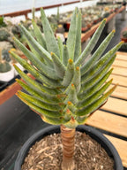 Aloe Dichotoma Tree Form Seed Grown | Easy care Aloe | Live Plant