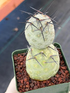 Tephrocactus geometricus Diablo Black Spine Cactus #968