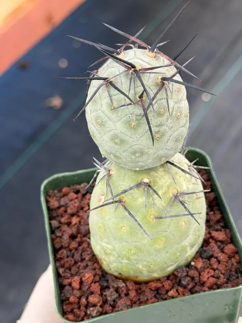 Tephrocactus geometricus Diablo Black Spine Cactus #968