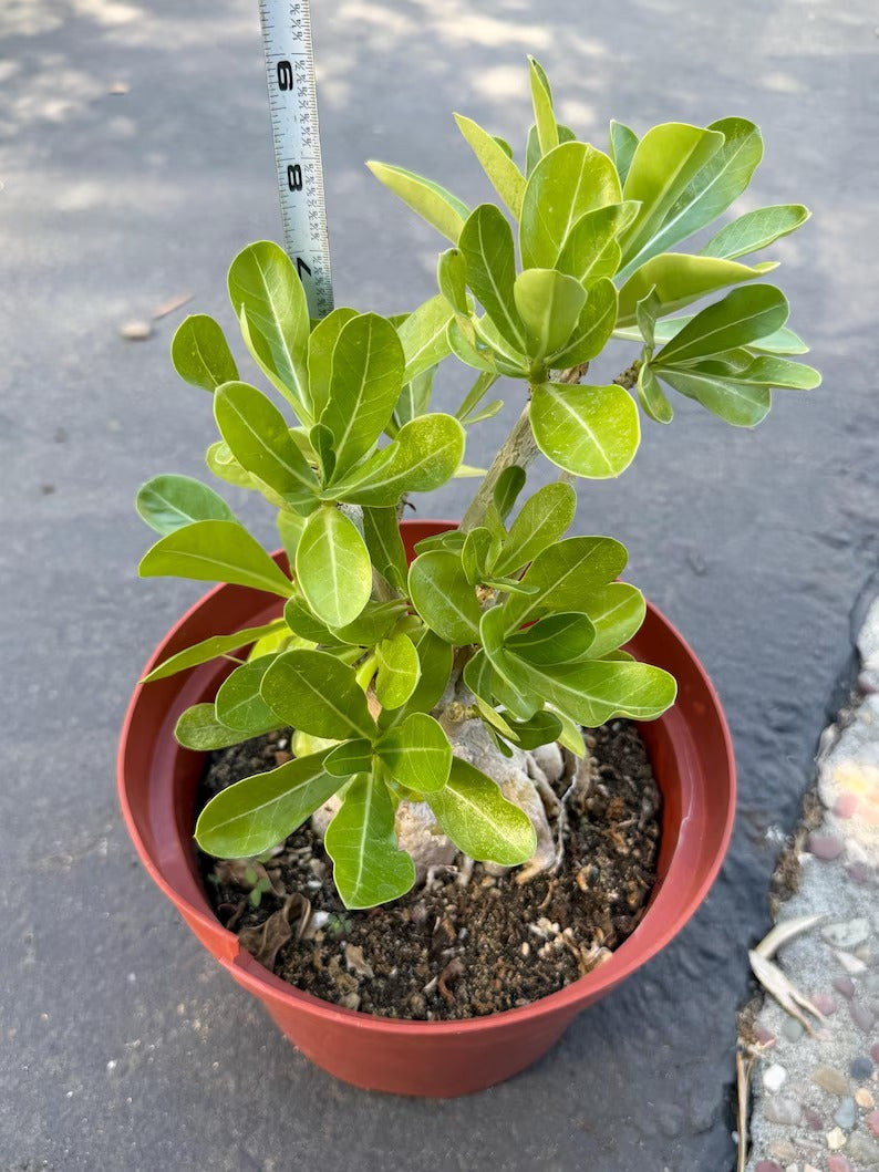Adenium Obesum Desert Rose – Thick Trunk Caudex Bonsai #964