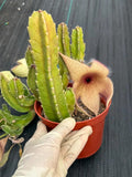 6” Stapelia Orbrea yellow flowers #683 , Easy Care Cactus, Succulent Plant Lover Gift