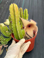 6” Stapelia Orbrea yellow flowers #683 , Easy Care Cactus, Succulent Plant Lover Gift