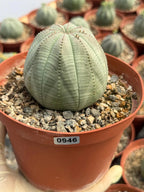 Euphorbia Obesa | Rare Baseball Plant | Unique Round Succulent | Easy Care Indoor Collector Plant Gift #946