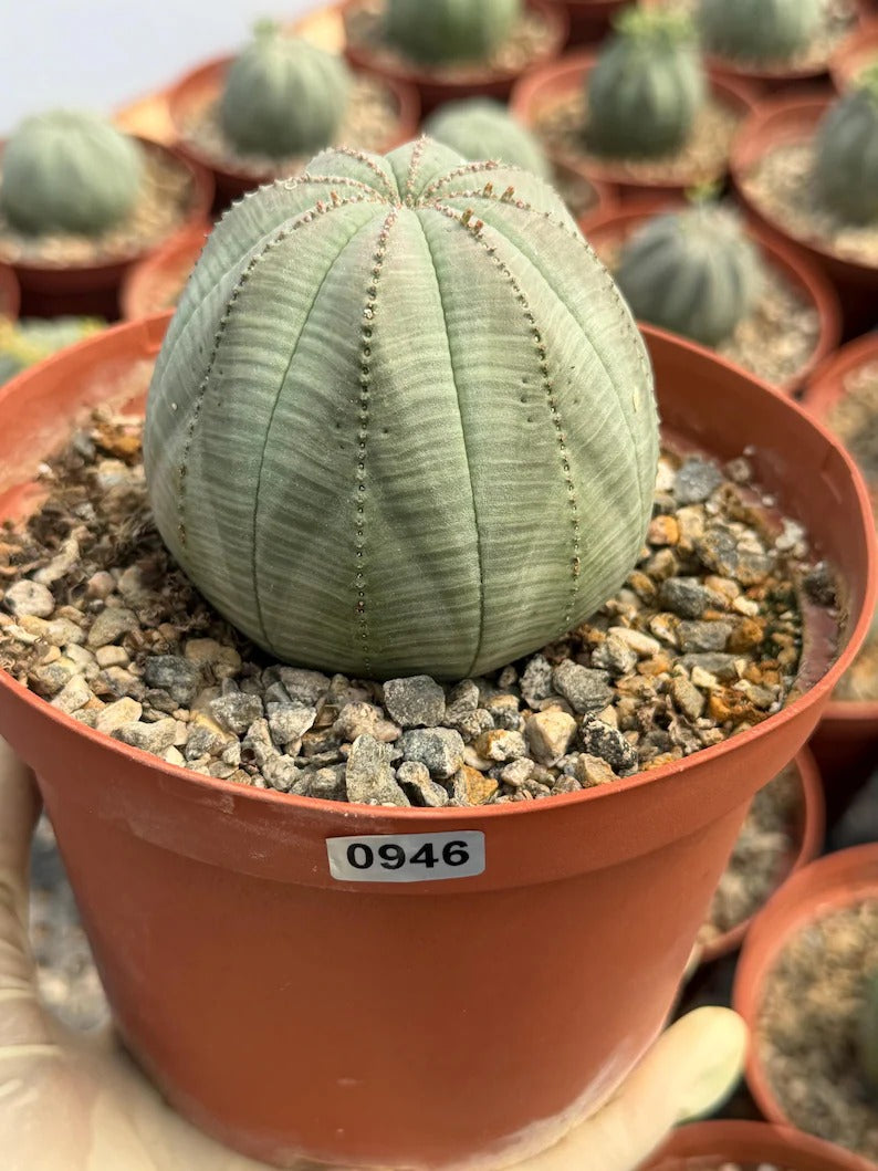 Euphorbia Obesa | Rare Baseball Plant | Unique Round Succulent | Easy Care Indoor Collector Plant Gift #946