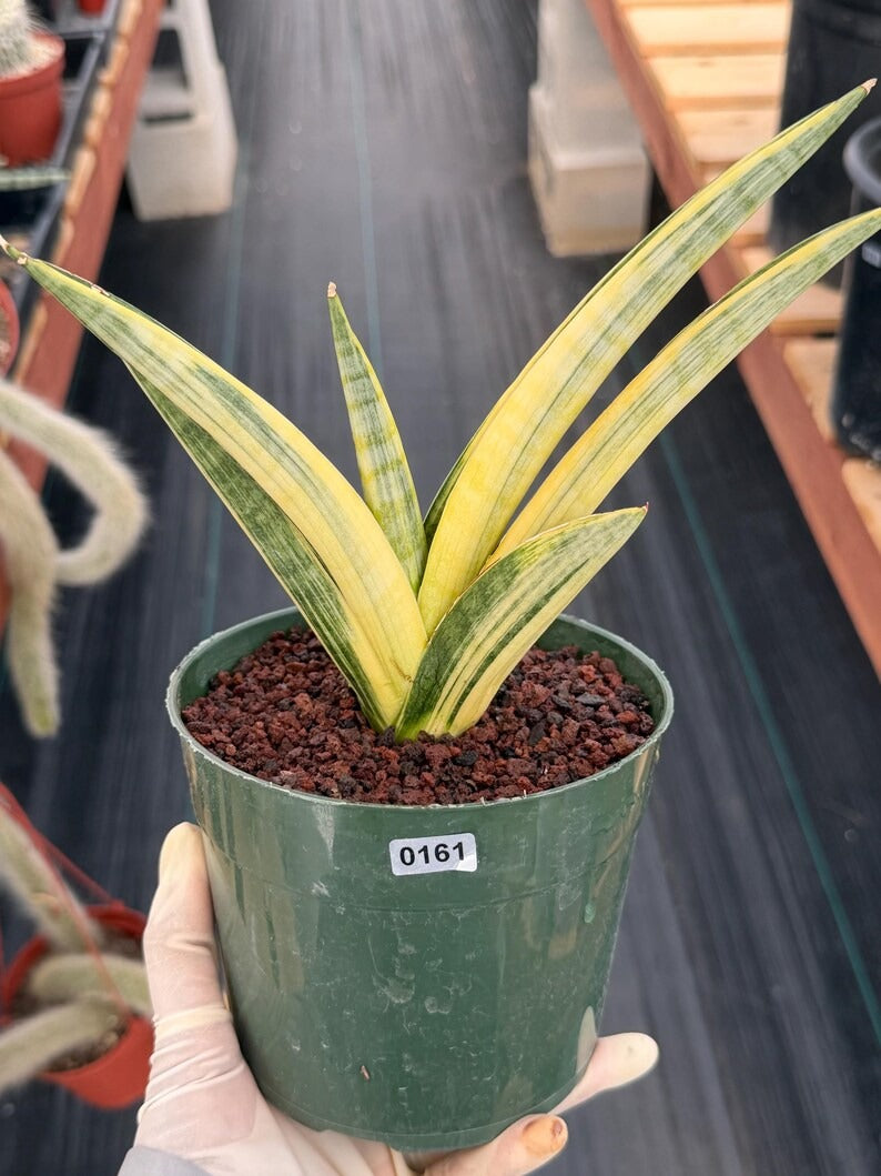 Variegated Sansevieria Marsha Anjani Rare Snake Plant | Live Succulent #161