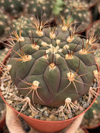 Gymnocalycium Saglionis  | 6” Large Gymnocalicoum Cactus , Easy care Cactus, for Plant Lover Gift