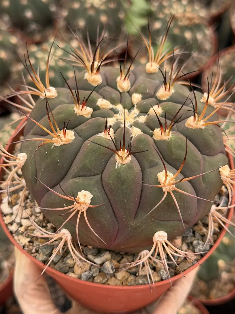 Gymnocalycium Saglionis  | 6” Large Gymnocalicoum Cactus , Easy care Cactus, for Plant Lover Gift