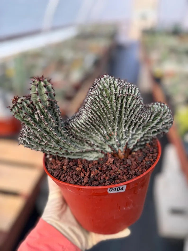 Crested Euphorbia Confinalis on short graft | Rare Spiked Cactus #404