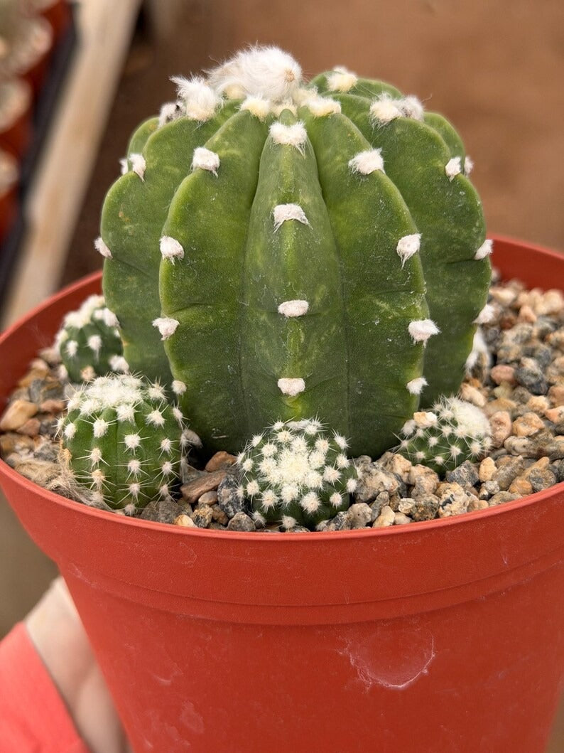 Domino Cactus Cluster  | 6” Rare Easy care Cactus Gift for Plant Lover Gift