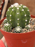Domino Cactus Cluster  | 6” Rare Easy care Cactus Gift for Plant Lover Gift