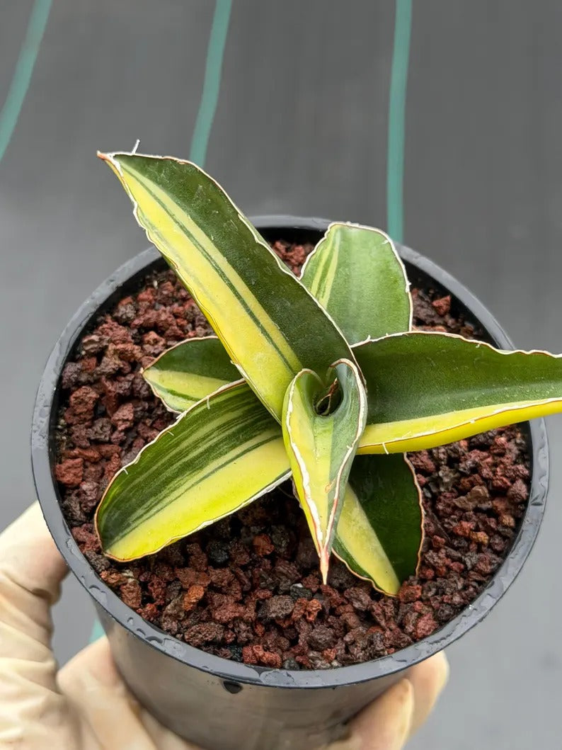 Variegated Sansevieria Robusta Fat Easy Care House Plant | Live Plant #728