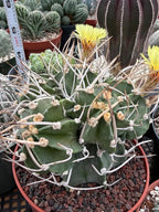 Astrophytum Capricorn with pups | Rare Cactus | Live Cactus | #98