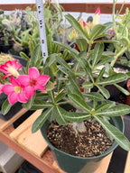 8” Adenium Arabicum | Pink flower | Live Plant | Rare Plant #963