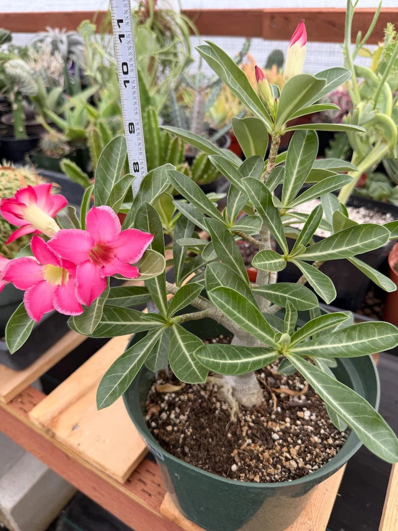 8” Adenium Arabicum | Pink flower | Live Plant | Rare Plant #963