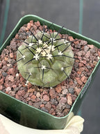 Copiapoa Cinerea Rare Collector Cactus #955 Desert Cactus Plant