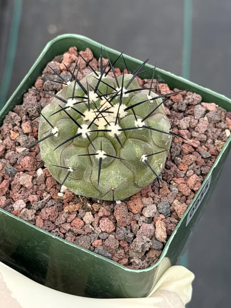 Copiapoa Cinerea Rare Collector Cactus #955 Desert Cactus Plant