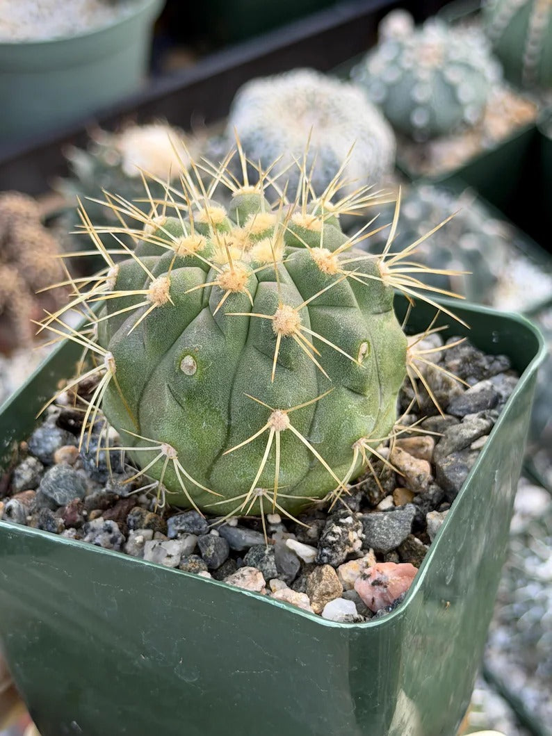Copiapoa Haseltoniana Rare Collector Cactus - Desert Succulent Cactus
