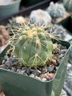 Copiapoa Haseltoniana Rare Collector Cactus - Desert Succulent Cactus