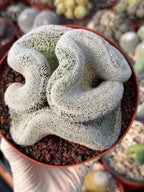 Mammillaria Cristata – Large Crested Form Rare Crested Cactus with White Spines #1018