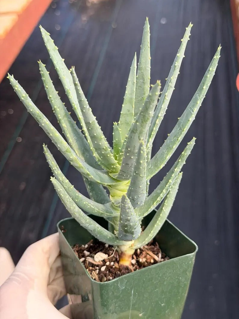 Aloe Dichotoma Succulent, Live Collector Aloe Stacked Plant