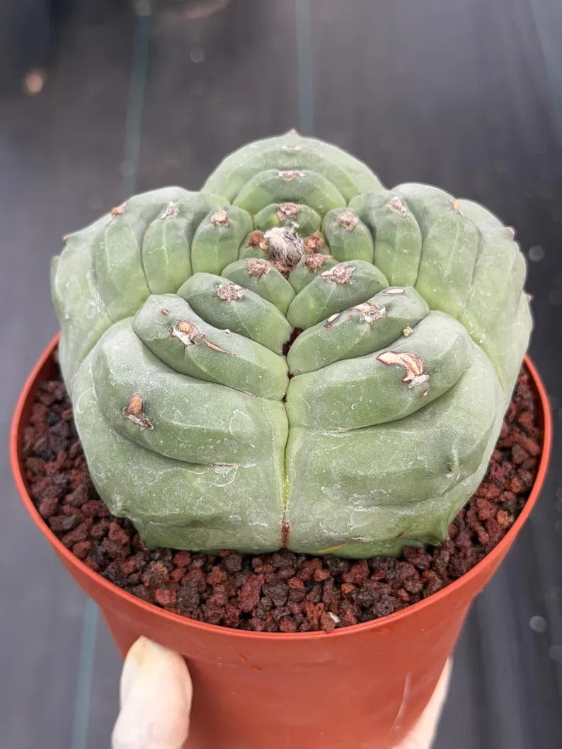 Astrophytum Myriostigma Kikko | Live Cactus | Rare Plant | #1012