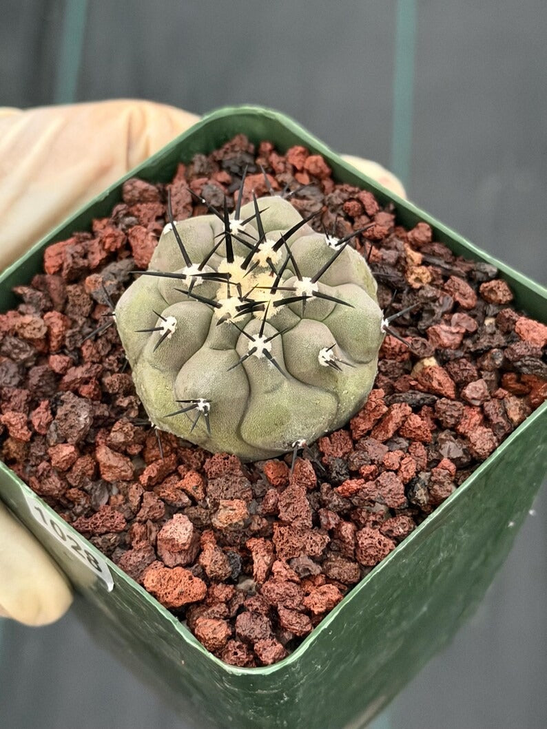 Copiapoa Cinerea Seed Grown Rare Collector Cactus #1028 Desert Cactus Plant