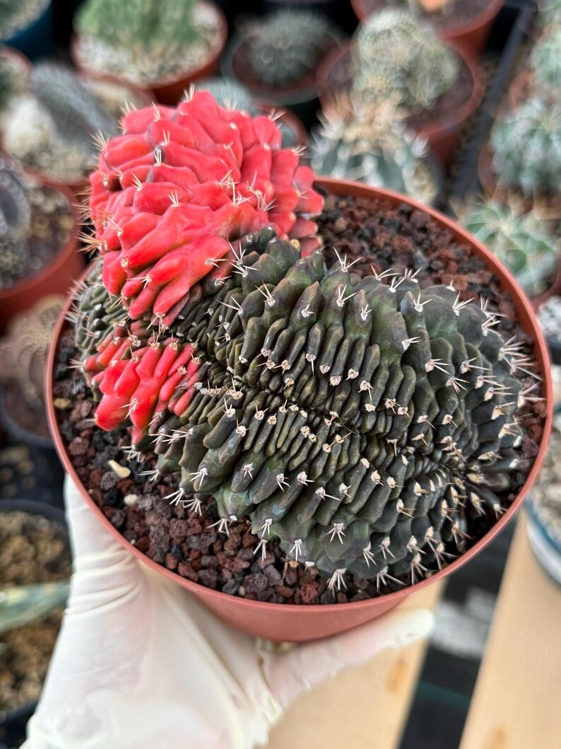 6” Crested Gymnocalycium Mihanovichii Seed Grown | Live Cactus | Live Plant