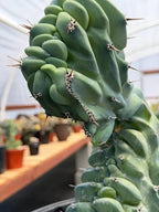 Crested Blue Myrtle Cactus | Crested Plant | Live Plant