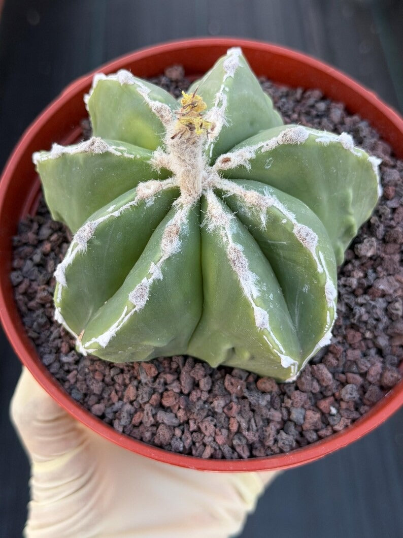Astrophytum Myriostigma Seedgrown #679 | White Line Form | Live Cactus | Rare Plant