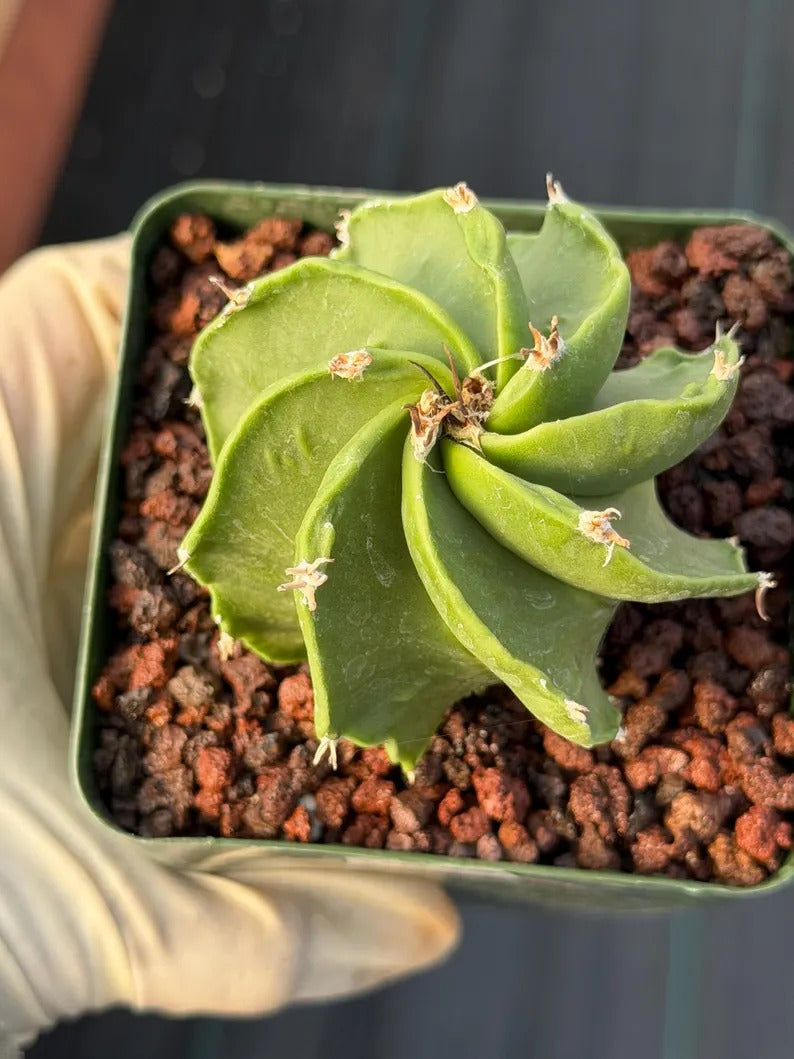 Astrophytum Capricorn Spiral Form #824 | Seed Grown | Rare Cactus | Live Cactus