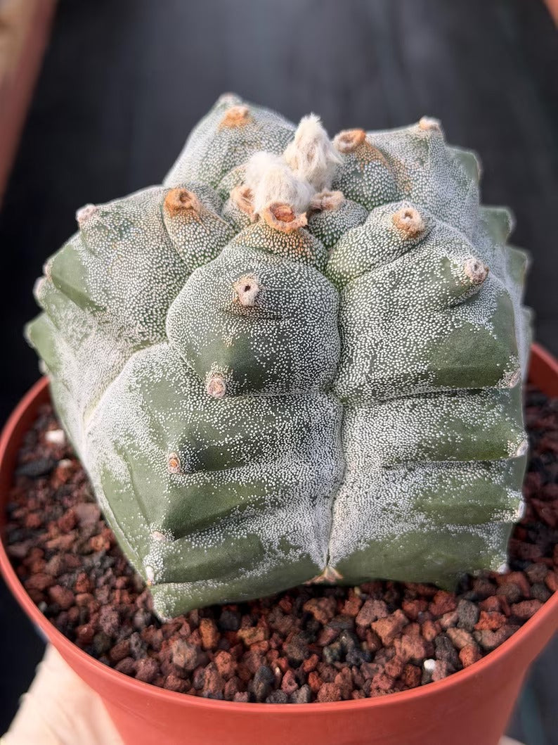 Astrophytum Myriostigma Kikko Seedgrown | Live Cactus | Rare Plant | #874