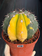 6” Variegated Melocactus #416 | Live Cactus | Live Plant
