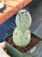 Tephrocactus geometricus Diablo Black Spine Cactus #968