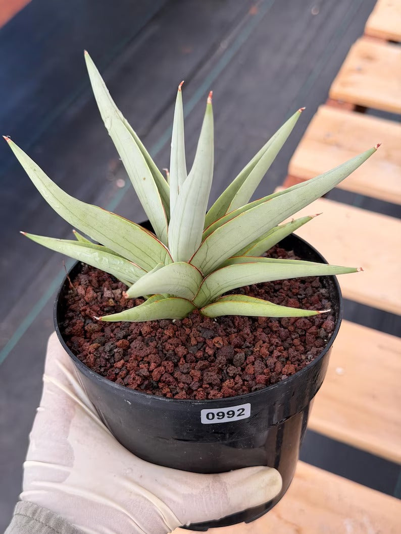 Sansevieria Chanin Live Plant | Easy-Care Succulent #992