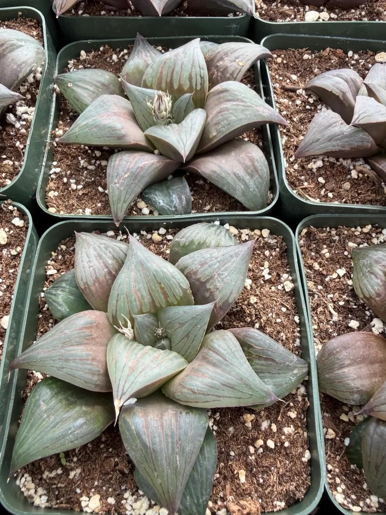 Harworthia Mutica Dark Clear Window | Easy Care Succulent | Live Plant