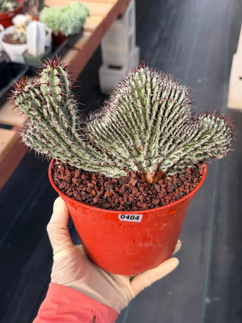 Crested Euphorbia Confinalis on short graft | Rare Spiked Cactus #404