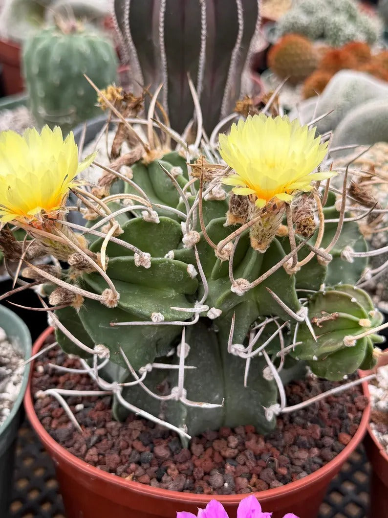Astrophytum Capricorn with pups | Rare Cactus | Live Cactus | #98