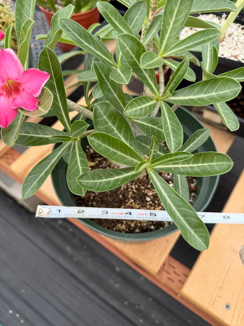 8” Adenium Arabicum | Pink flower | Live Plant | Rare Plant #963