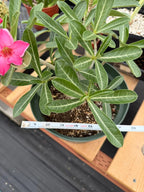 8” Adenium Arabicum | Pink flower | Live Plant | Rare Plant #963