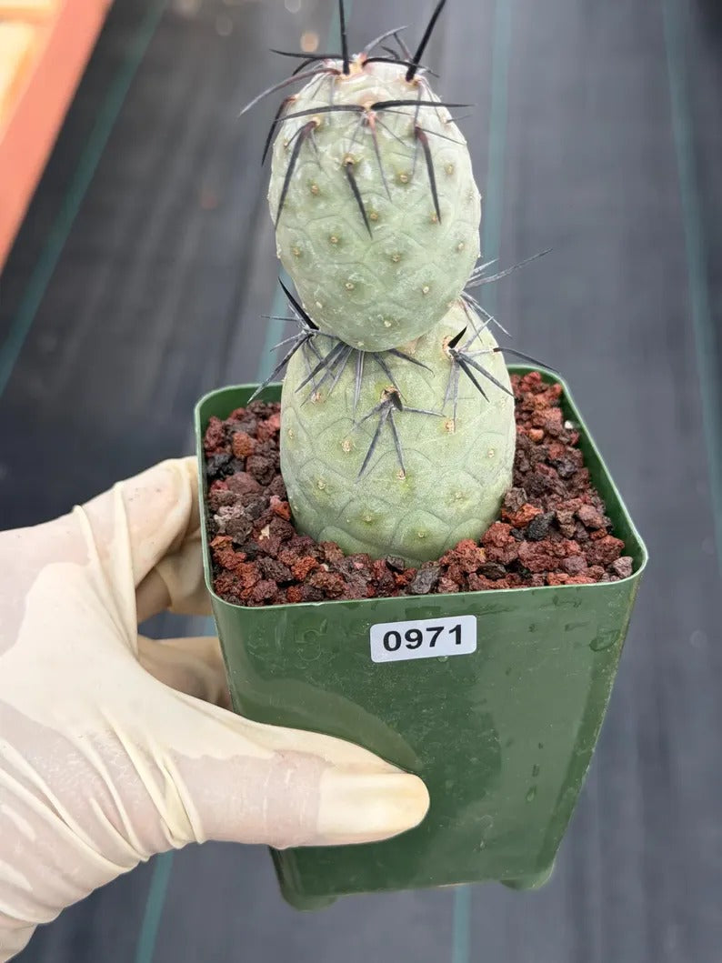 Tephrocactus Geometricus Diablo with Black Spines | Live Cactus #971