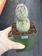 Tephrocactus Geometricus Diablo with Black Spines | Live Cactus #971