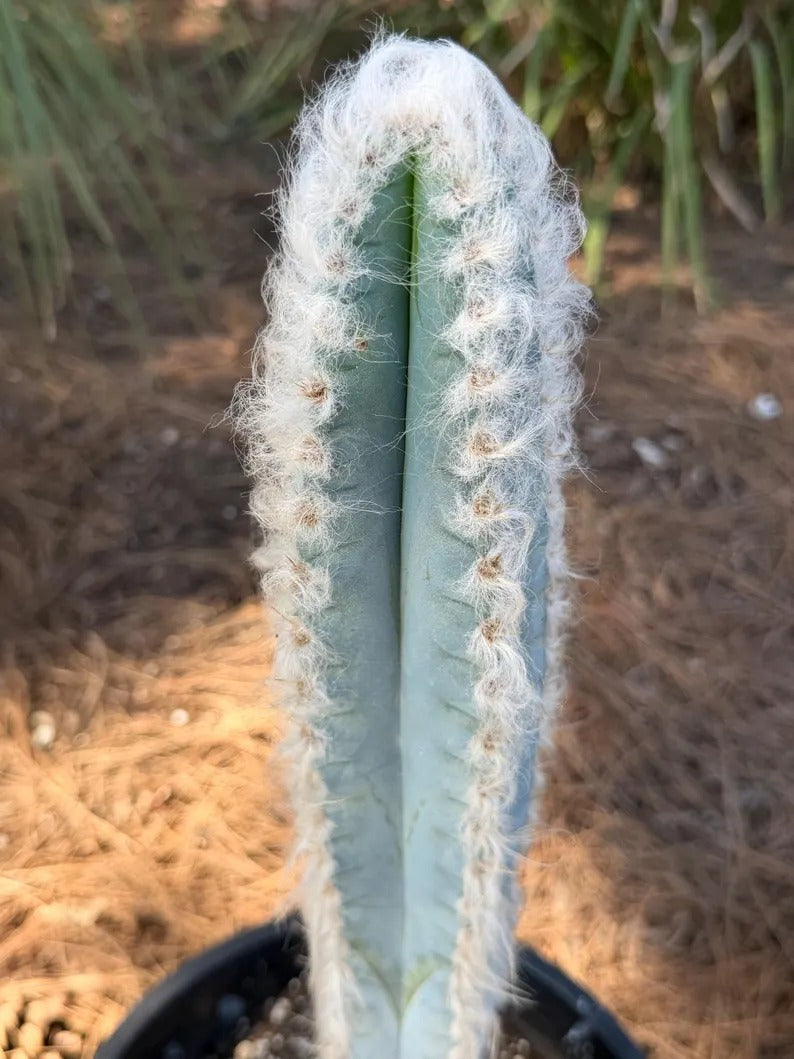 Blue Pilosocereus Pachycladus Cactus | 19-Inch Live Plant