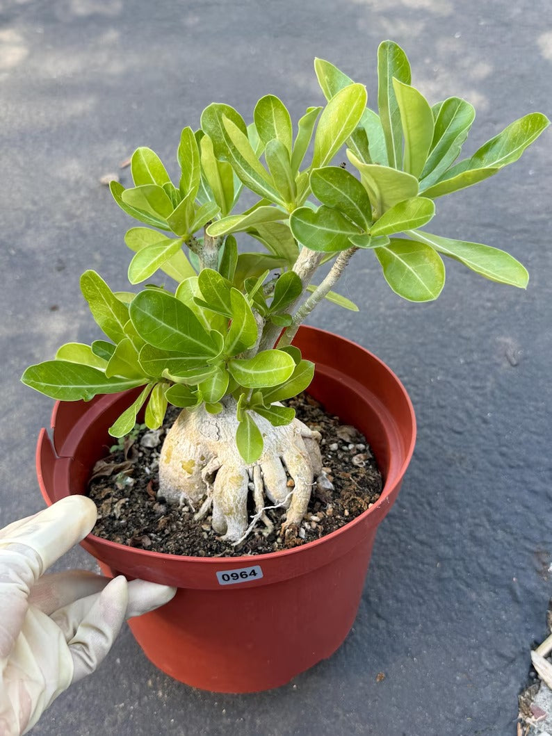 Adenium Obesum Desert Rose – Thick Trunk Caudex Bonsai #964
