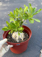 Adenium Obesum Desert Rose – Thick Trunk Caudex Bonsai #964